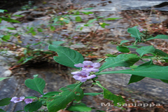 Strobilanthes integrifolia
